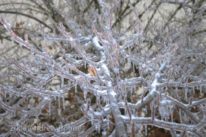 Ice on a branch
