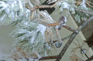 Ice on Pine Needles